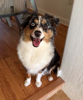 sky adopt